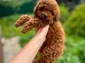 Toypoodle 4 dişi