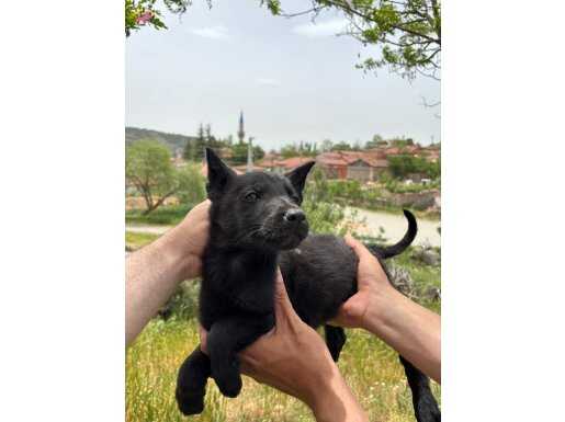 ŞECERELİ BABADAN A KALİTE BEBEKLER