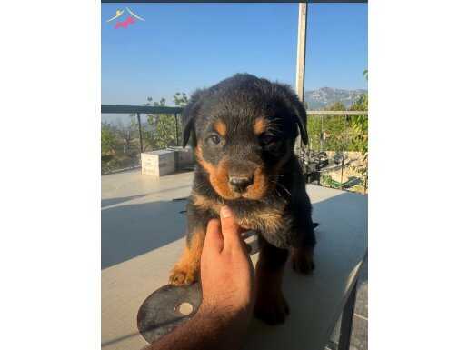 A KALİTE ROTTWEİLER BEBEK