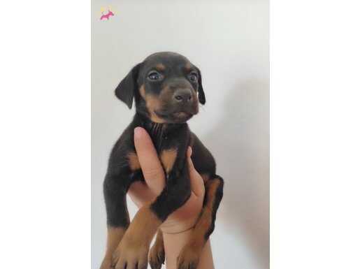 KUYRUK ESTETİKLİ DOBERMAN İSTEĞE ÖZEL KULAK ESTETİĞİ YAPILIR