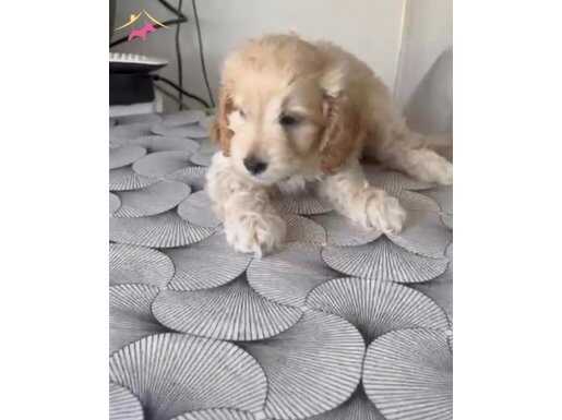 A KALİTE MALTİPOO DIŞI YAVRU