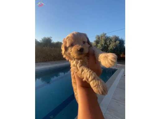 SON 2 ADET DİŞİ MALTİPOO YAVRULARIMIZ
