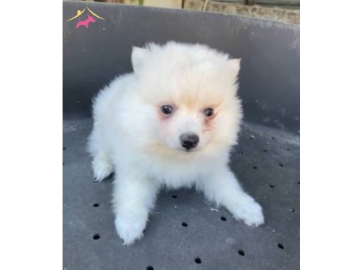 KAR BEYAZ POMERİAN BEBEK ERKEK