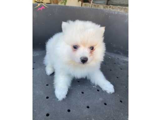 AŞILI HER İLE GÖNDERİMLİ POMERİAN