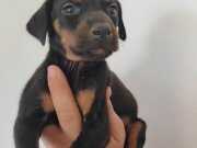 KUYRUK ESTETİKLİ DOBERMAN İSTEĞE ÖZEL KULAK ESTETİĞİ YAPILIR