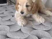 A KALİTE MALTİPOO DIŞI YAVRU