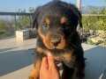 A KALİTE ROTTWEİLER BEBEK