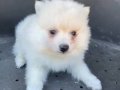 KAR BEYAZ POMERİAN BEBEK ERKEK