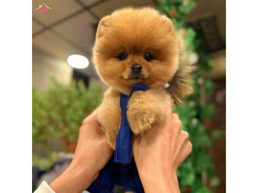 Luxury pomeranian 