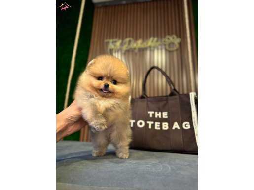Luxury pomeranian