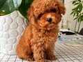 ORJINAL  SAF TOY POODLE 