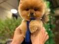 Luxury pomeranian 