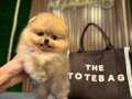 Luxury pomeranian