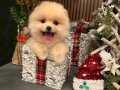 Luxury pomeranian 