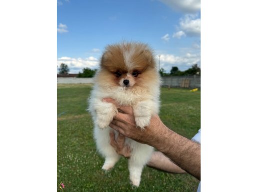 Safkan Pomeranian boo yavrular, ırk ve saglık garantili,