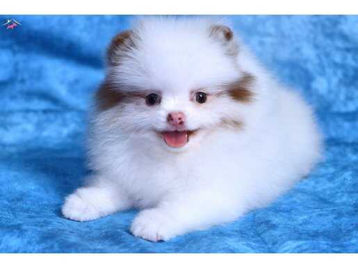 Sevimli Pomeranian boo yavrular
