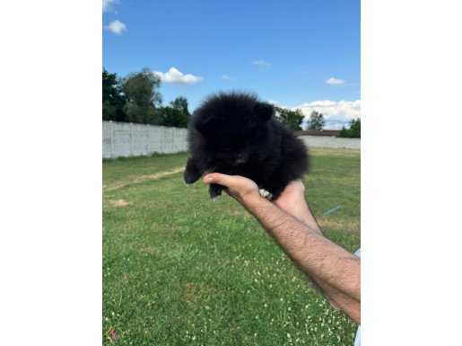 Sevimli Pomeranian yavrular