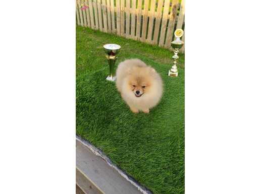 Safkan Pomeranian yavrular