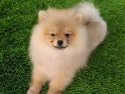 Safkan Pomeranian yavrular