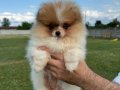 Safkan Pomeranian boo yavrular, ırk ve saglık garantili,