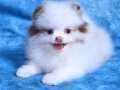 Sevimli Pomeranian boo yavrular