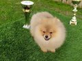Safkan Pomeranian yavrular