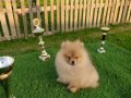 Safkan Pomeranian yavrular