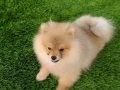 Safkan Pomeranian yavrular