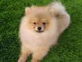 Safkan Pomeranian yavrular