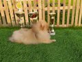 Safkan Pomeranian yavrular