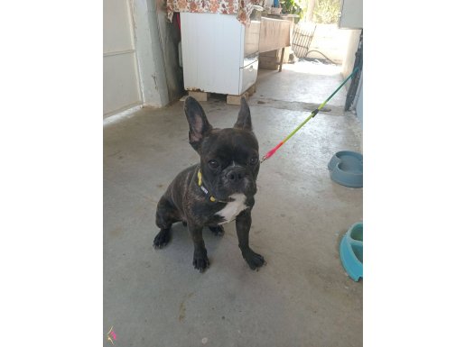 Beş aylik fransız bulldog erkek  ençok tutulan cins. Oyuncu 