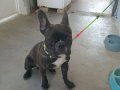 Beş aylik fransız bulldog erkek  ençok tutulan cins. Oyuncu 