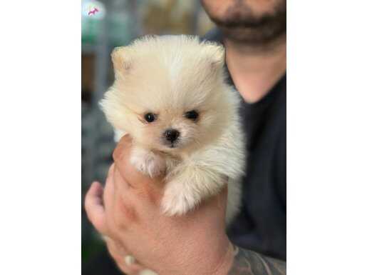 Erkek teddybear pomeranian yavrular 