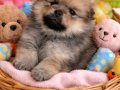 Küçük Ayı Surat Pomeranian