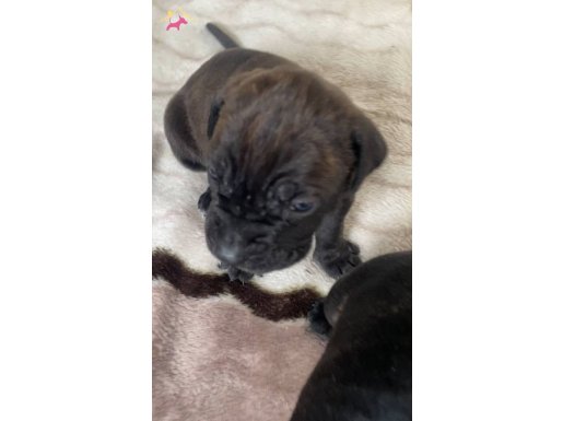 SCR'li Cane Corso Yavruları