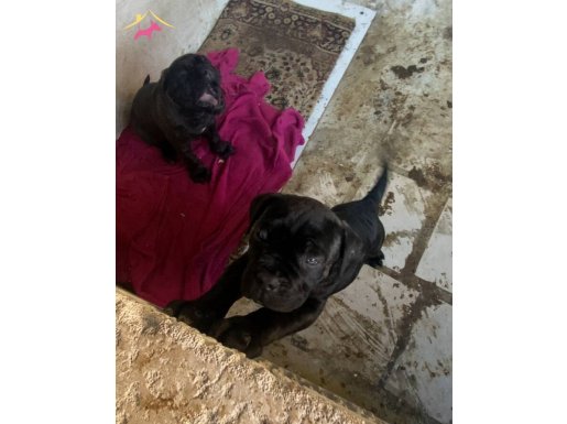 Cane Corso Atası Brender Soyu 2 Aylık İri Kemikli Yavrular