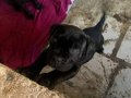 Cane Corso Atası Brender Soyu 2 Aylık İri Kemikli Yavrular