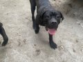 Şampiyon Torunu Cane Corso Kardeşler 