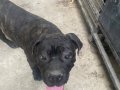 Şampiyon Torunu Cane Corso Kardeşler 