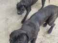 Şampiyon Torunu Cane Corso Kardeşler 