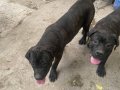 Şampiyon Torunu Cane Corso Kardeşler 