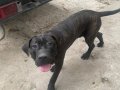 Şampiyon Torunu Cane Corso Kardeşler 