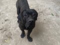 Şampiyon Torunu Cane Corso Kardeşler 