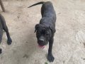 Şampiyon Torunu Cane Corso Kardeşler 