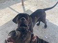 Şampiyon dede torunları