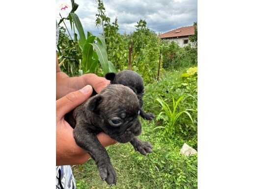 A KALİTE FRENCH BULDOG YAVRULARI YALOVA 