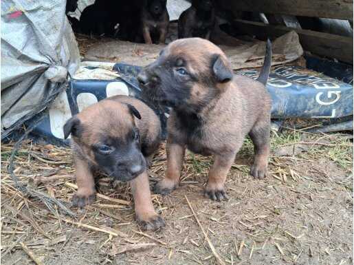 A SÜPERR KALİTE  BELÇİKA MALİNOİS SON YAVRULAR 