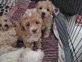 Birbirinden güzel ve sevimli bebekler