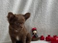 Xxs orjinal Chihuahua yavruları