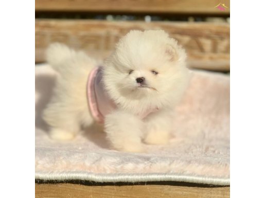 Micro Boy Pomeranian Boo 